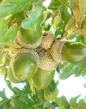 Fotografia 1 da espécie Quercus pyrenaica no Jardim Botânico UTAD