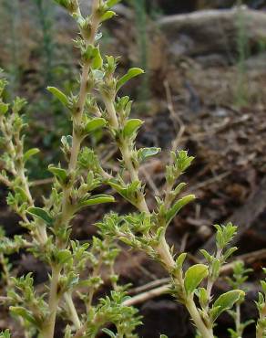 Fotografia 1 da espécie Amaranthus albus no Jardim Botânico UTAD