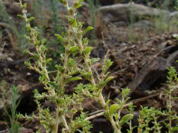 Fotografia da espécie Amaranthus albus