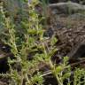 Fotografia 1 da espécie Amaranthus albus do Jardim Botânico UTAD