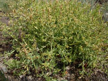 Fotografia da espécie Amaranthus albus