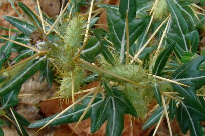 Fotografia da espécie Xanthium spinosum