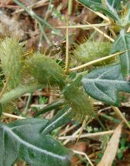 Xanthium spinosum