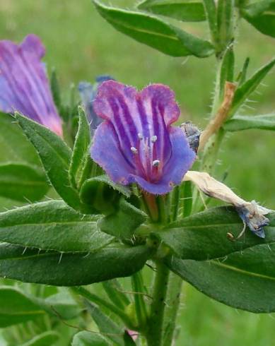 Fotografia de capa Echium rosulatum - do Jardim Botânico