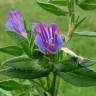 Fotografia 1 da espécie Echium rosulatum do Jardim Botânico UTAD