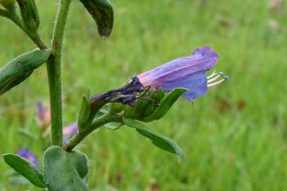 Fotografia da espécie Echium rosulatum