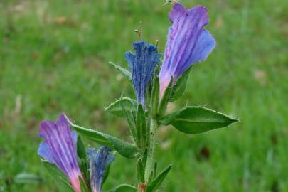 Fotografia da espécie Echium rosulatum