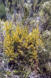 Fotografia da espécie Genista falcata