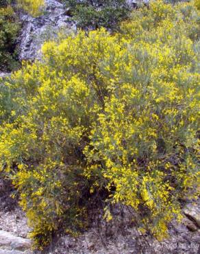 Fotografia 1 da espécie Genista florida no Jardim Botânico UTAD