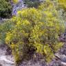 Fotografia 1 da espécie Genista florida do Jardim Botânico UTAD