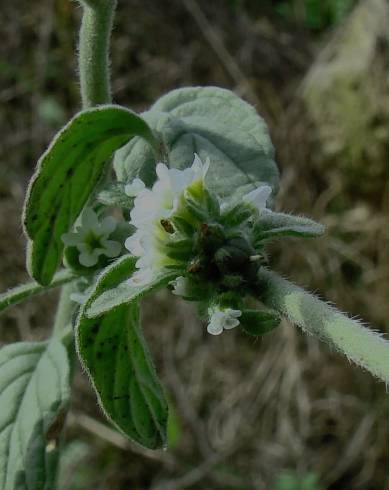 Fotografia de capa Heliotropium supinum - do Jardim Botânico