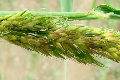 Fotografia da espécie Sorghum halepense