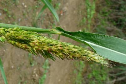 Fotografia da espécie Sorghum halepense