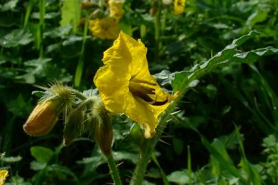 Fotografia da espécie Solanum rostratum