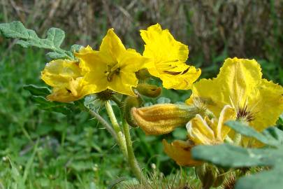 Fotografia da espécie Solanum rostratum