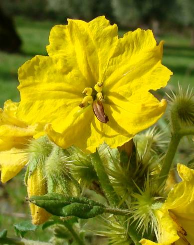 Fotografia de capa Solanum rostratum - do Jardim Botânico