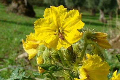 Fotografia da espécie Solanum rostratum