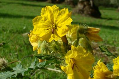 Fotografia da espécie Solanum rostratum