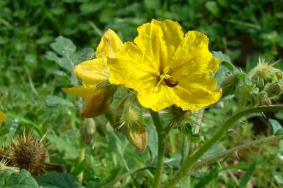 Fotografia da espécie Solanum rostratum