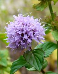 Mentha aquatica