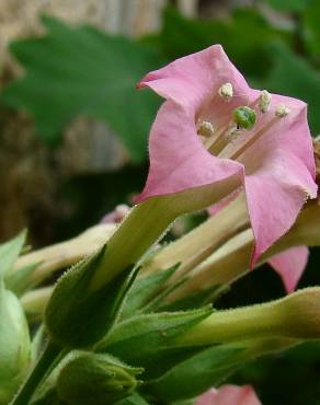 Fotografia 3 da espécie Nicotiana tabacum no Jardim Botânico UTAD