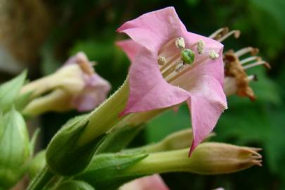 Fotografia da espécie Nicotiana tabacum