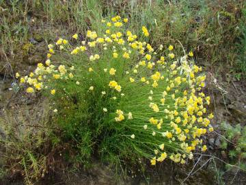 Fotografia da espécie Helichrysum stoechas