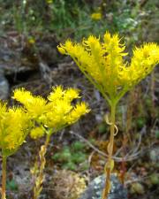 Fotografia da espécie Sedum forsterianum