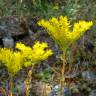 Fotografia 1 da espécie Sedum forsterianum do Jardim Botânico UTAD