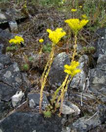 Fotografia da espécie Sedum forsterianum