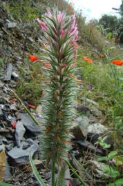 Fotografia da espécie Trifolium angustifolium