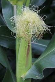 Fotografia da espécie Zea mays subesp. mays