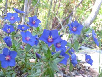 Fotografia da espécie Anagallis monelli