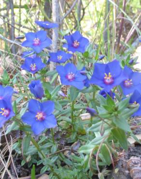 Fotografia 3 da espécie Anagallis monelli no Jardim Botânico UTAD