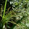 Fotografia 2 da espécie Leersia oryzoides do Jardim Botânico UTAD