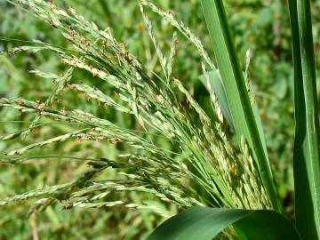 Fotografia da espécie Leersia oryzoides