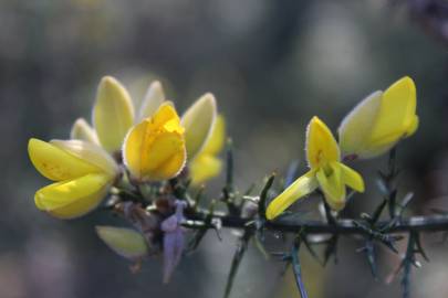 Fotografia da espécie Ulex europaeus subesp. europaeus