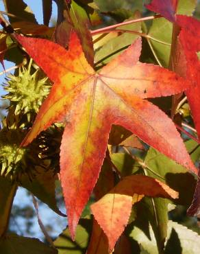 Fotografia 6 da espécie Liquidambar styraciflua no Jardim Botânico UTAD