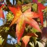 Fotografia 6 da espécie Liquidambar styraciflua do Jardim Botânico UTAD