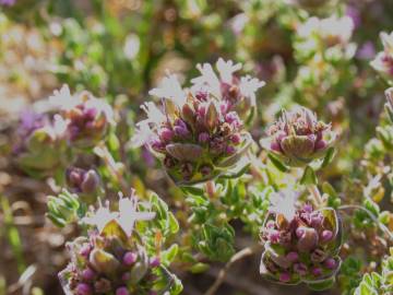 Fotografia da espécie Thymus camphoratus