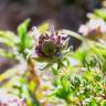 Fotografia 3 da espécie Thymus camphoratus do Jardim Botânico UTAD