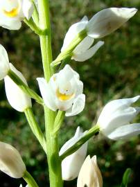 Fotografia da espécie Cephalanthera longifolia