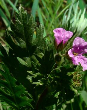 Fotografia 3 da espécie Erodium botrys no Jardim Botânico UTAD