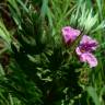 Fotografia 3 da espécie Erodium botrys do Jardim Botânico UTAD