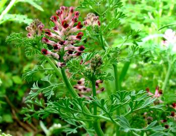Fotografia da espécie Fumaria officinalis subesp. officinalis