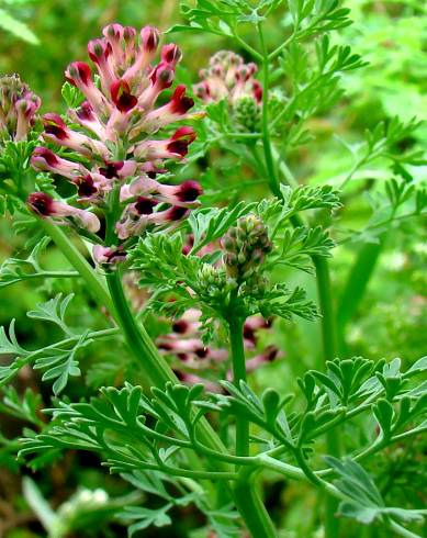 Fotografia de capa Fumaria officinalis subesp. officinalis - do Jardim Botânico