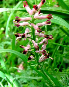 Fotografia 5 da espécie Fumaria officinalis subesp. officinalis no Jardim Botânico UTAD