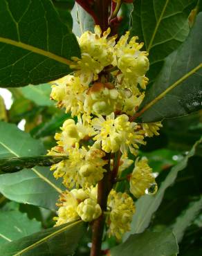 Fotografia 7 da espécie Laurus nobilis no Jardim Botânico UTAD