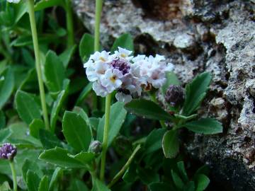 Fotografia da espécie Phyla filiformis