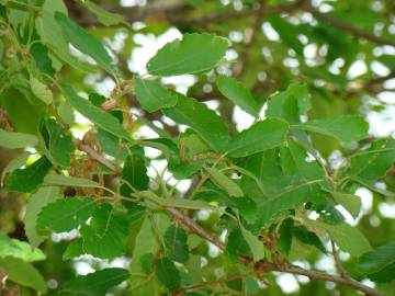 Fotografia da espécie Quercus canariensis